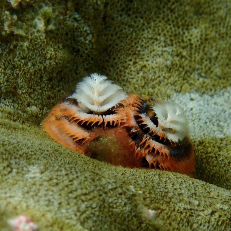 หนอนฉัตร