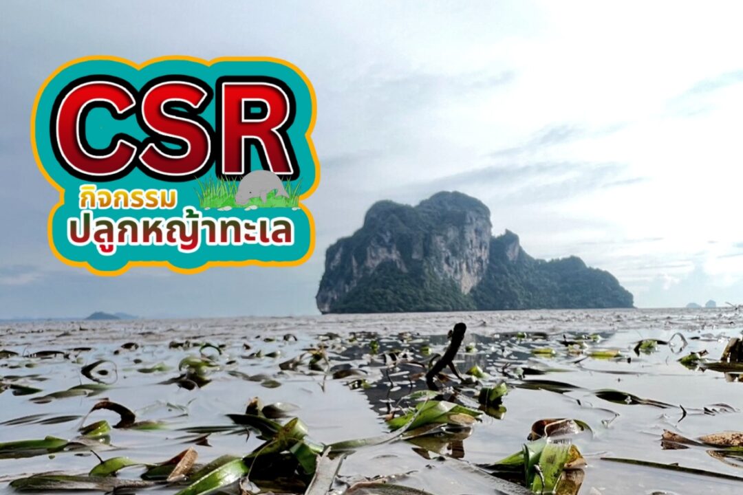 ปลูกหญ้าทะเล